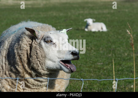 Texel Schafe, Texel, Niederlande Stockfoto