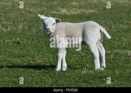 Texel Schafe, Texel, Niederlande Stockfoto