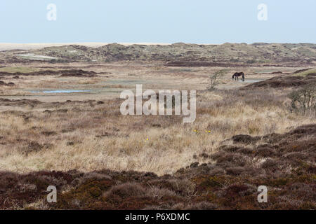 Exmoor Pony, Nationalpark Duinen van Texel Texel, Niederlande Stockfoto