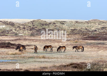 Exmoor Ponys, Nationalpark Duinen van Texel Texel, Niederlande Stockfoto