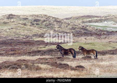 Exmoor Ponys, Nationalpark Duinen van Texel Texel, Niederlande Stockfoto