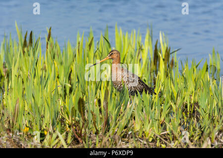 Uferschnepfe, männlich, Nationalpark Duinen van Texel Texel, Niederlande Podiceps cristatus Stockfoto