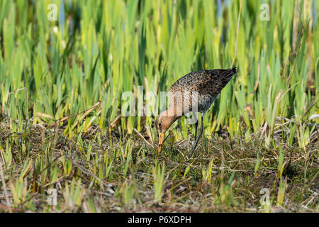 Uferschnepfe, männlich, Nationalpark Duinen van Texel Texel, Niederlande Podiceps cristatus Stockfoto