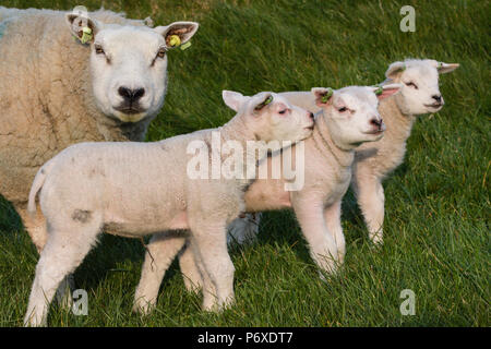 Texel Schafe, Texel, Niederlande Stockfoto