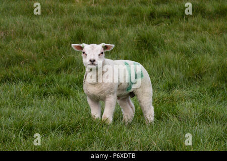 Texel Schafe, Texel, Niederlande, Ovis orientalis Aries Stockfoto