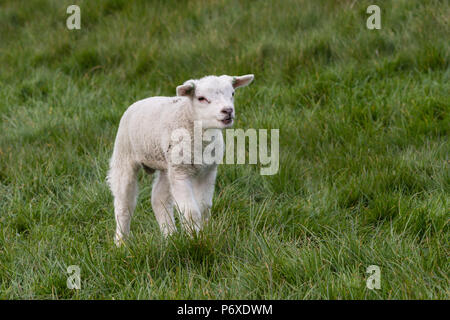 Texel Schafe, Texel, Niederlande, Ovis orientalis Aries Stockfoto