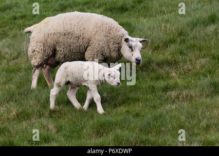 Texel Schafe, Texel, Niederlande Stockfoto