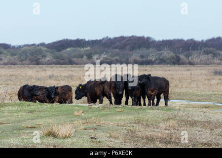 Galloway Rinder, Naturschutzgebiet De Muy, Den Hoorn, Nationalpark Duinen van Texel, Schottisches Hochlandrind, Galloway, Texel, Niederlande Stockfoto