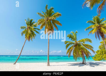 Canto de la Playa, Saona, East National Park (Parque Nacional del Este), Dominikanische Republik, Karibik. Stockfoto