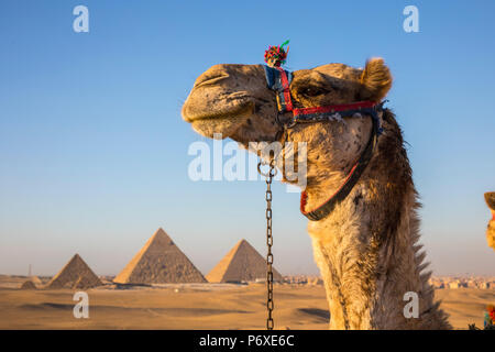 Pyramiden von Gizeh, Giza, Kairo, Ägypten Stockfoto