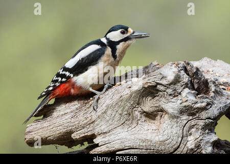 Buntspecht, weiblich, Niedersachsen, Deutschland, Dendrocopos major, major Picoides Stockfoto