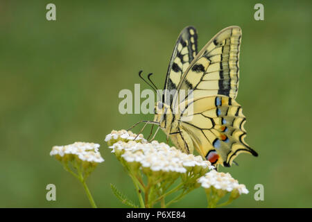 Alte Welt Schwalbenschwanz Schmetterling - Pieris Rapae, schöne farbige iconic Schmetterling der Europäischen Wiesen und Weideland. Stockfoto
