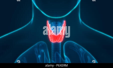 Menschliche Körper Drüsen der Schilddrüse Anatomie Stockfoto