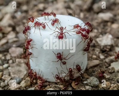 Red Ants Schwarm über einen Marshmallow in den Kies zu sitzen. Stockfoto