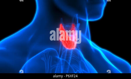 Menschliche Körper Drüsen der Schilddrüse Anatomie Stockfoto