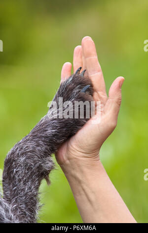 Hand und Pfote des Hundes auf grünem Hintergrund - Freundschaft zwischen Hund und Personen Konzept Stockfoto