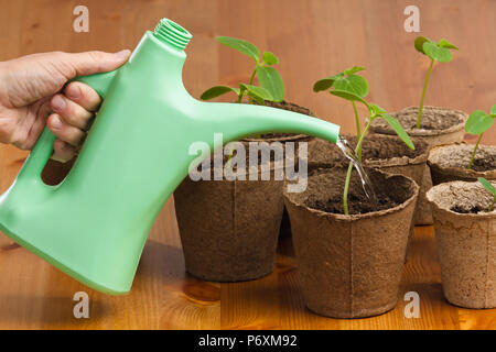 Hand mit Gießkanne Bewässerung Sämlinge von Gurken Stockfoto