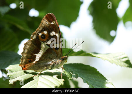 Eine atemberaubende seltenen Männlichen Lila Kaiser Schmetterling (Colias Iris) auf ein Blatt in den Wald. Stockfoto