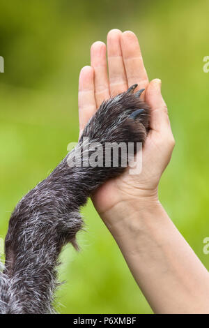 Handshake zwischen Frau und Hund - mir fünf geben Stockfoto