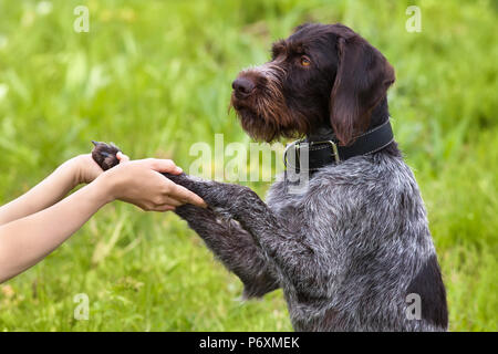 Die Pfoten des Hundes in der Frau die Hände auf grünem Hintergrund Stockfoto