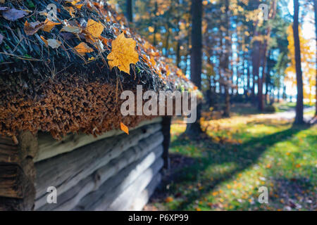 Strohdach mit gelben Blätter auf einem Holz- Haus in einem Wald an einem sonnigen Tag Stockfoto
