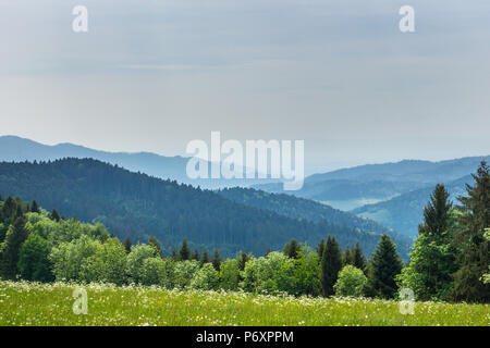 Deutschland, Bergblick von Lindenberg in unberührter Schwarzwald wandern Natur Landschaft Stockfoto