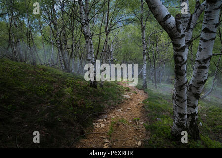 Pfad in den Wald, Moody Nebel Stockfoto