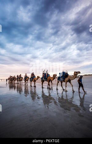 Cable Beach, West-Australien. Kamele am Strand bei Sonnenuntergang Stockfoto