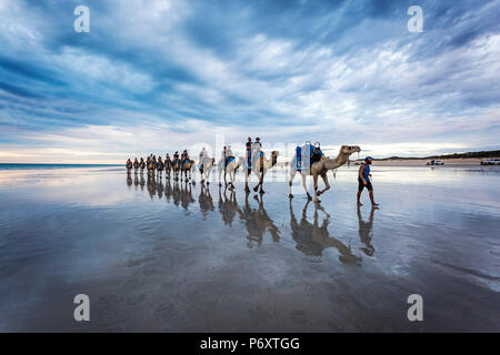 Cable Beach, West-Australien. Kamele am Strand bei Sonnenuntergang Stockfoto