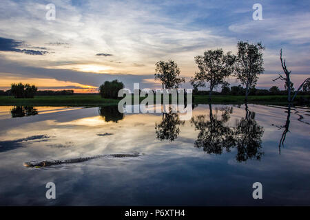 Kakadu National Park, Top End, Northern Territory, Australien. Cannibal Salzwasser croc im Yellow Water Billabong Stockfoto