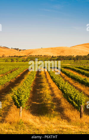 Barossa Valley, South Australia, Australien. Jacob's Creek vineyard bei Sonnenuntergang. Stockfoto