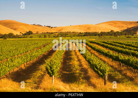 Barossa Valley, South Australia, Australien. Jacob's Creek vineyard bei Sonnenuntergang. Stockfoto