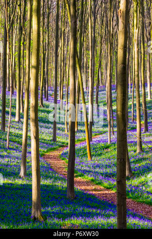 Belgien, Vlaanderen (Flandern), Halle. Bluebell Blumen (Hyacinthoides non-scripta) Teppich Hartholz Buche Wald im Frühjahr im Wald Hallerbos. Stockfoto