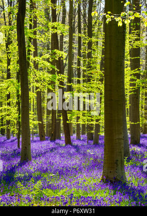 Belgien, Vlaanderen (Flandern), Halle. Bluebell Blumen (Hyacinthoides non-scripta) Teppich Hartholz Buche Wald im Frühjahr im Wald Hallerbos. Stockfoto