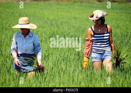 Der Anbau von Reis in der Provinz Vercelli (Piemont, Italien), traditionelle Aufgabe der Frauen zugewiesen, bis der Reis zu reinigen Stockfoto