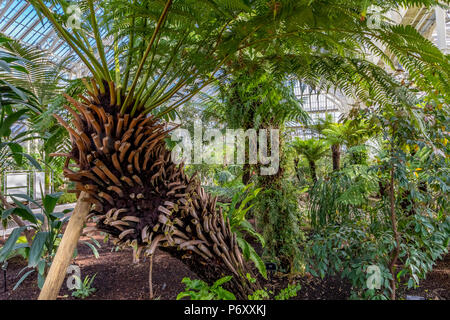 Ein weicher Baumfarn oder Dicksonia antarctica im gemäßigten Haus der Royal Botanic Gardens Kew, Kew Gardens, London, Großbritannien Stockfoto