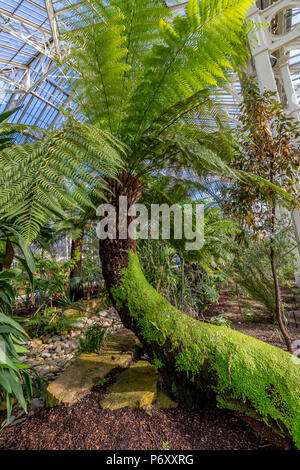 Ein weicher Baumfarn oder Dicksonia antarctica im gemäßigten Haus der Royal Botanic Gardens Kew, Kew Gardens, London, Großbritannien Stockfoto