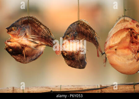 Golden getrockneten Fisch bei Sonnenuntergang Stockfoto