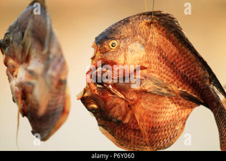 Golden getrockneten Fischen bei Sonnenuntergang Stockfoto