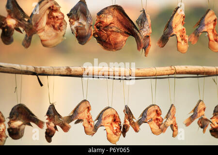 Golden getrockneten Fischen bei Sonnenuntergang Stockfoto