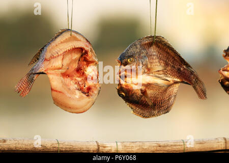 Golden getrockneten Fischen bei Sonnenuntergang Stockfoto