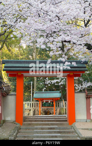 Kirschblüte in Ichinomiya Schrein, Kobe, Kansai, Japan Stockfoto