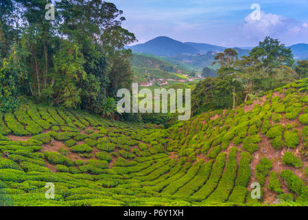 Malaysia, Pahang, Cameron Highlands, Brinchang, Tee Plantage Stockfoto