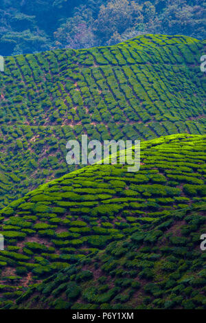 Malaysia, Pahang, Cameron Highlands, Tanah Rata, Cameron Valley Kaffee Immobilien Stockfoto