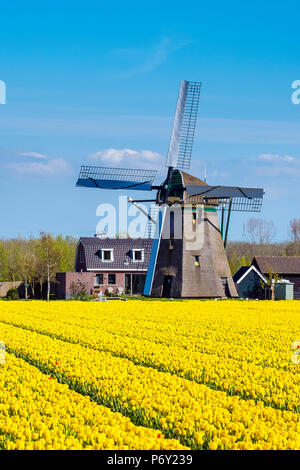 Niederlande, Südholland, Nordwijkerhout. Gelbe Niederländische tulip eingereicht, Tulpen vor einem Windrad im frühen Frühling. Stockfoto