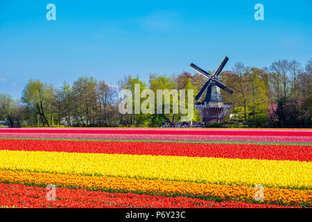 Niederlande, Südholland, Lisse. Holländischen Tulpen Blumen in einem Feld vor der Keukenhof Windmühle im frühen Frühling. Stockfoto