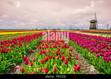 Windmühlen und Tulpenfelder voller Blumen in Holland Stockfoto