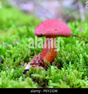 Hortiboletus rubellus Pilz, früher bekannt als steinpilze rubellus Stockfoto