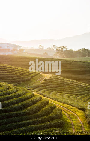 Choui Fong Tee Plantage, Mae Chan, Chiang Rai, Thailand. Stockfoto