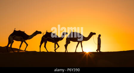 Kamele in das Leere Viertel (Rub al Khali), Abu Dhabi, Vereinigte Arabische Emirate (MR) Stockfoto